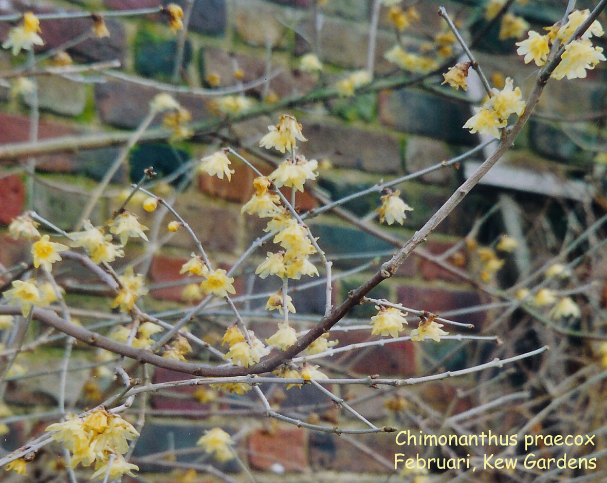 Chimonanthus praecox