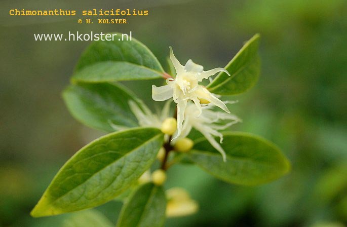 Chimonanthus salicifolia Chimonanthus salicifolia
