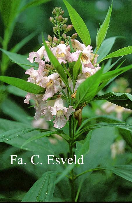 Chitalpa tashkentensis 'Minsum' (SUMMERBELLS) (16599)