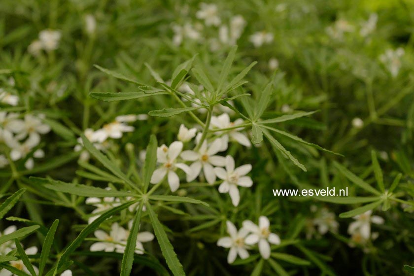 Choisya ternata 'Londaz' (WHITE DAZZLER)