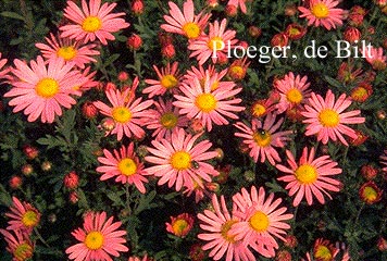 Chrysanthemum 'Clara Curtis'