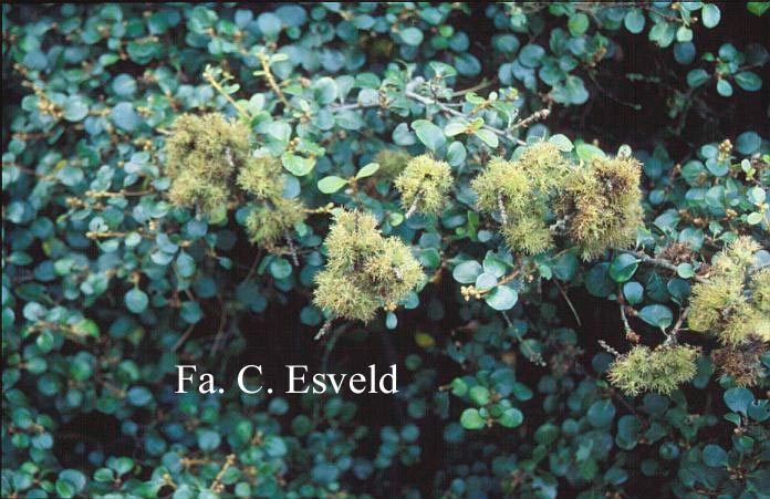 Chrysolepis chrysophylla 'Obovata'