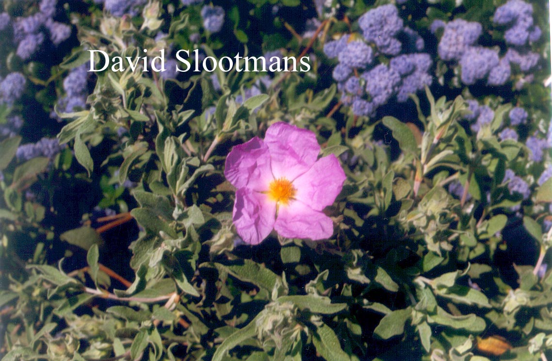 Cistus 'Silver Pink'