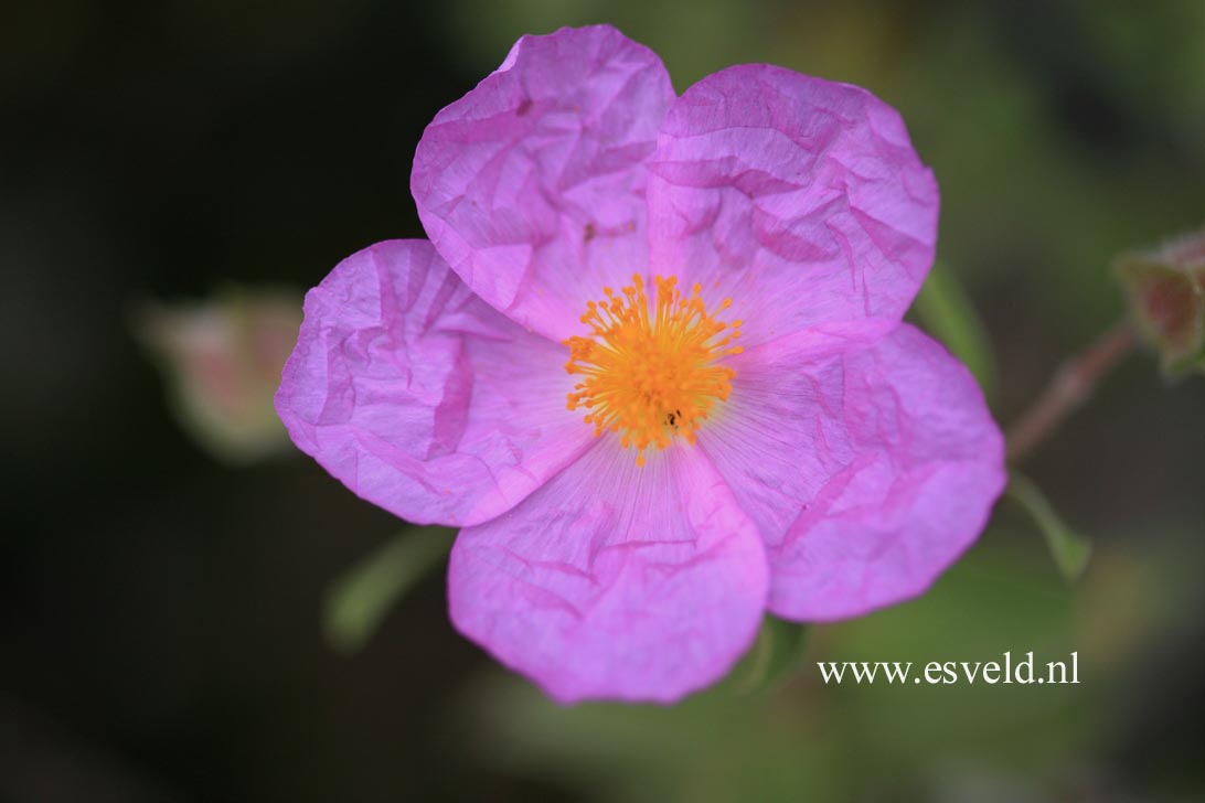 Cistus albidus
