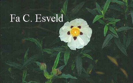 Cistus cyprius
