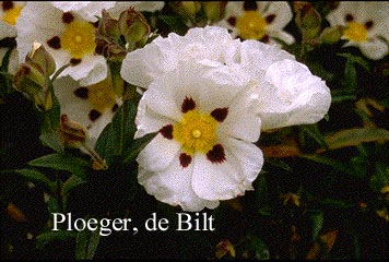Cistus florentinus