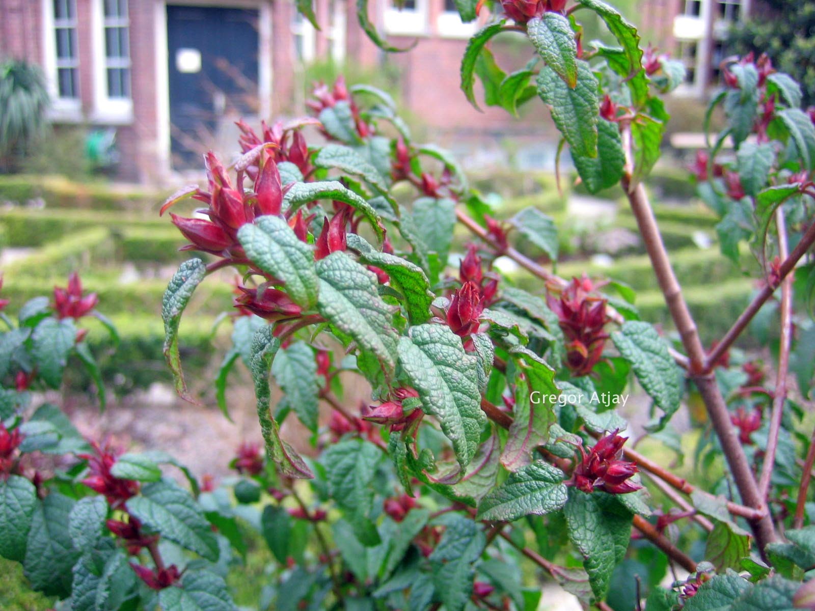 Cistus hybridus