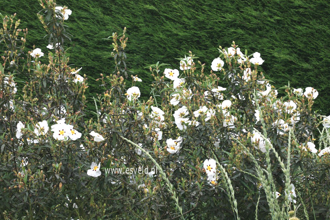 Cistus ladanifer