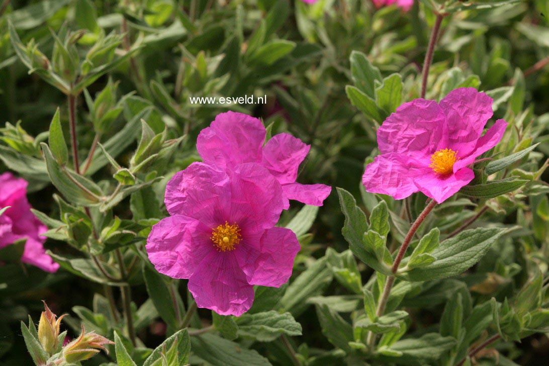 Cistus pulverulentus 'Sunset'