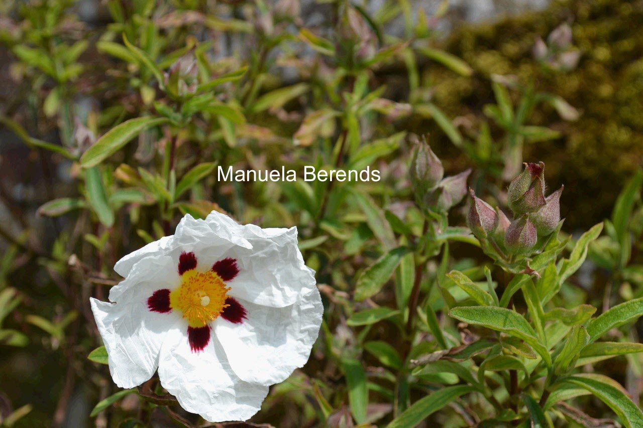 Cistus purpureus 'Alan Fradd'