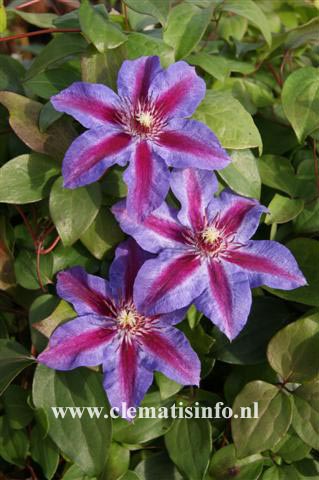 Clematis 'Akaishi'
