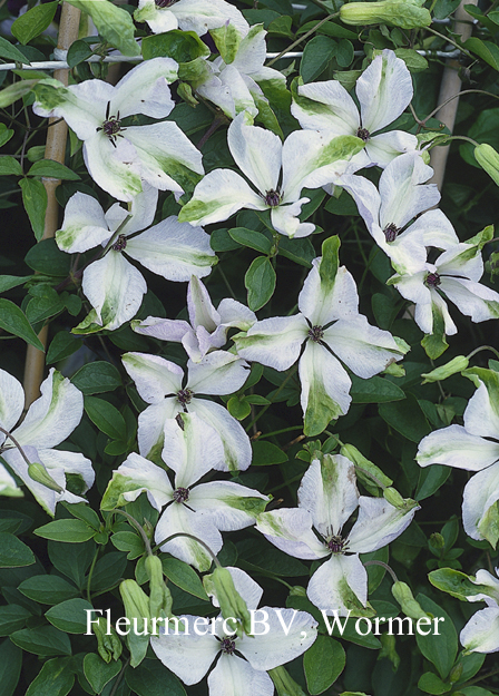 Clematis 'Alba Luxurians'