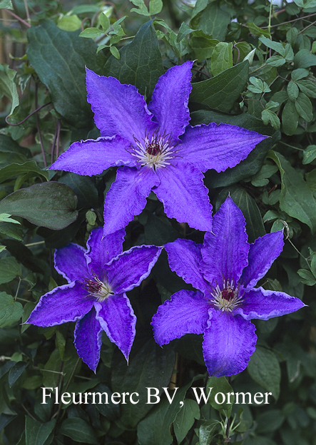 Clematis 'Alice Fisk'