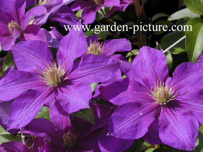 Clematis 'Ascotiensis'