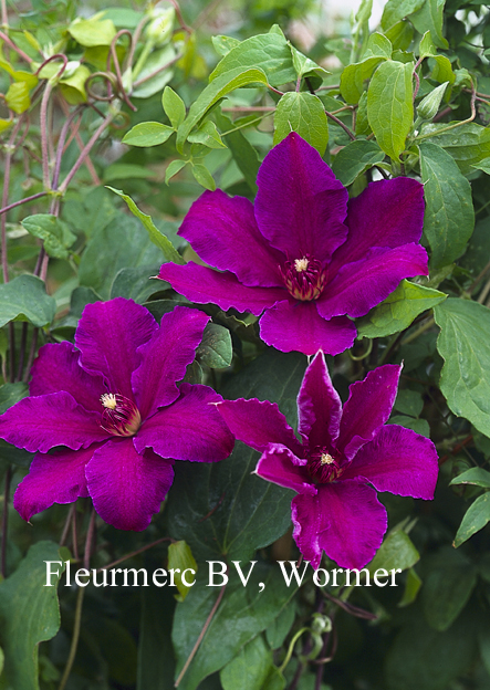 Clematis 'Barbara Dibley'
