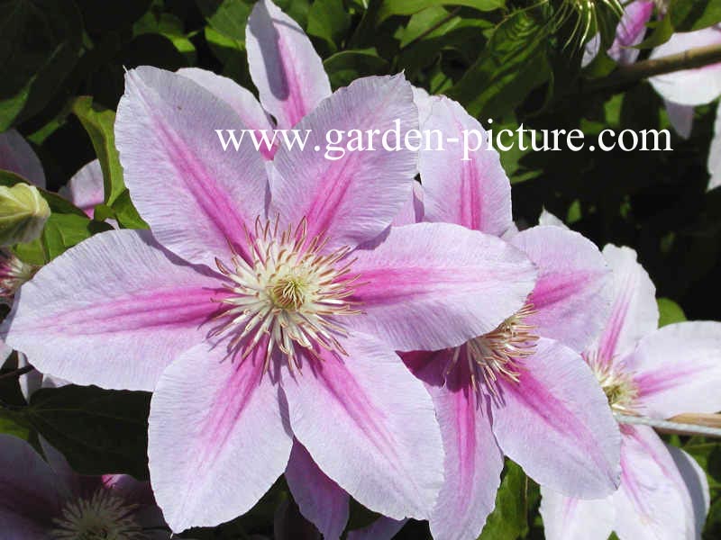 Clematis 'Bees Jubilee'