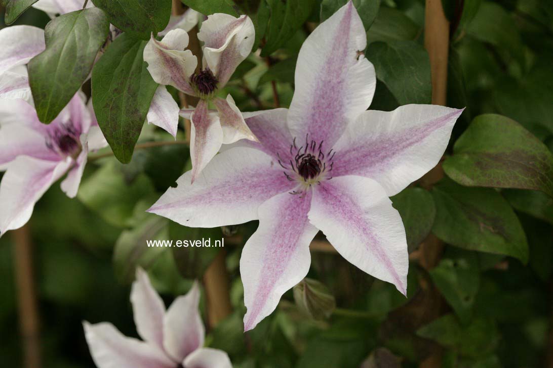 Clematis 'Best Wishes'