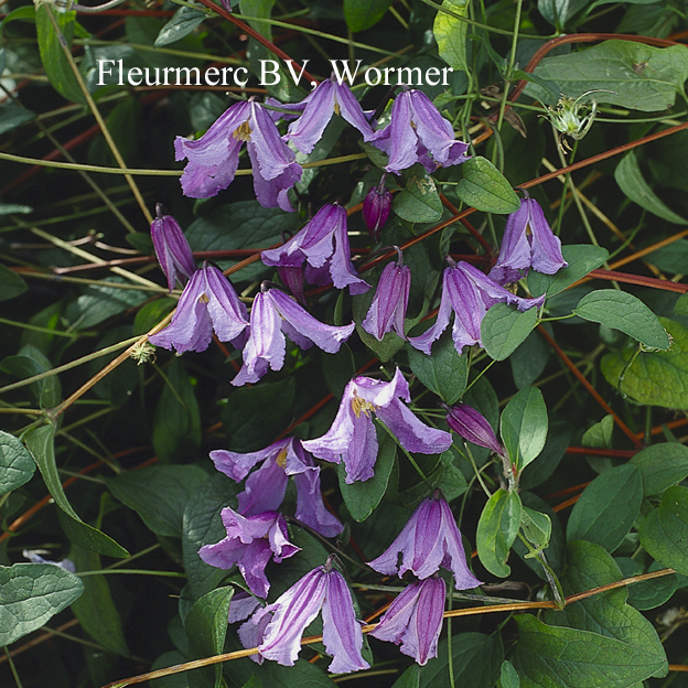Clematis 'Blue Boy'