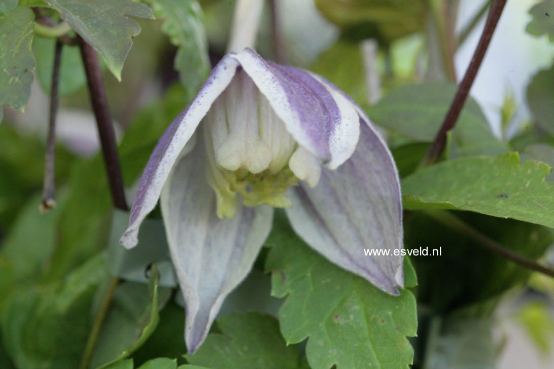 Clematis 'Blue Eclipse'