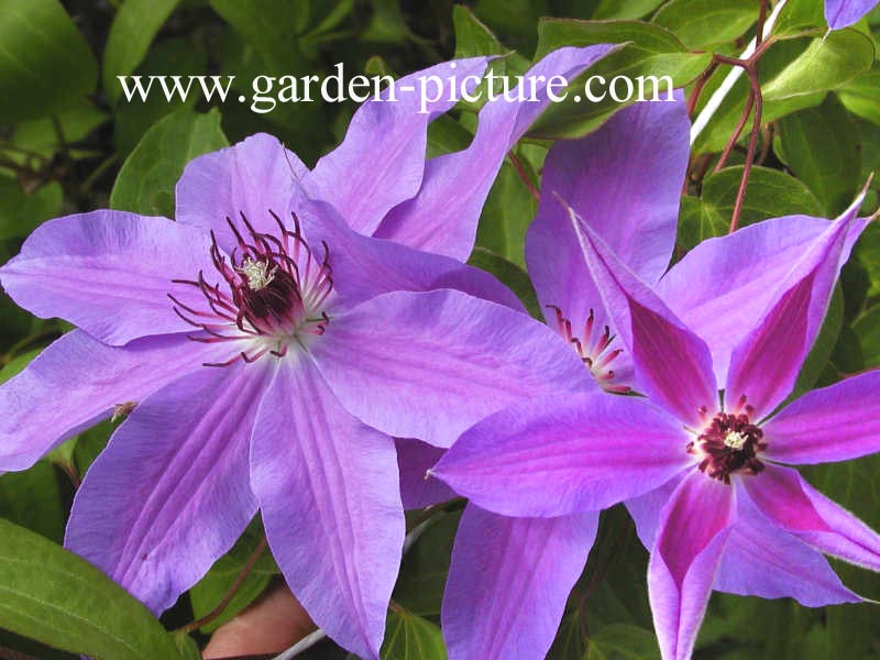 Clematis 'Blue Ravine'
