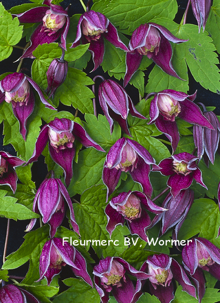 Clematis 'Brunette'