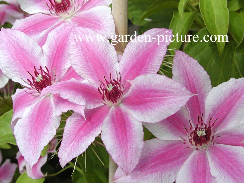 Clematis 'Carnaby'