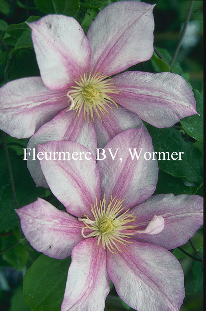 Clematis 'Caroline'