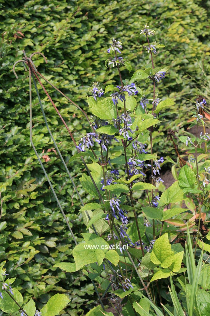 Clematis 'Cote d'Azur'