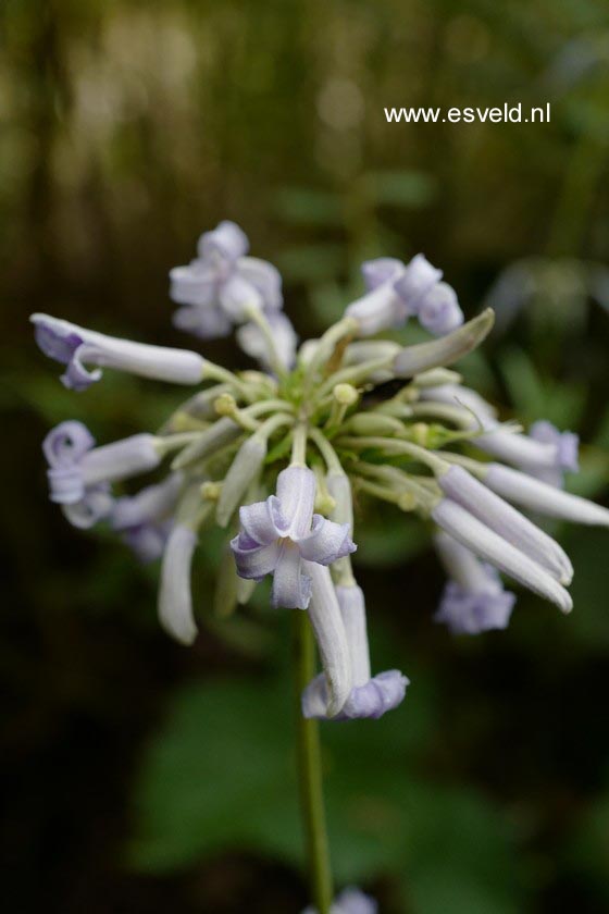 Clematis 'Crepuscule'