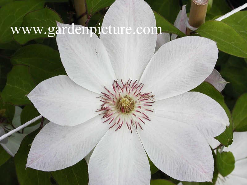 Clematis 'Dawn'