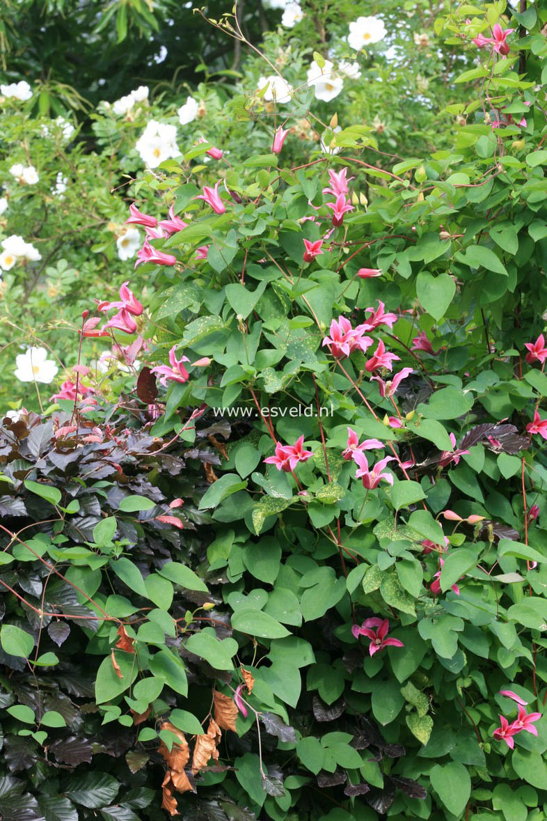 Clematis 'Duchess of Albany'