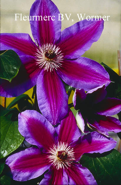 Clematis 'Fireworks'