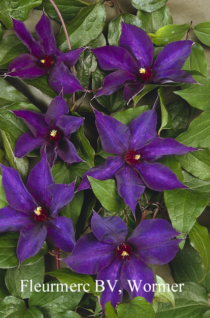 Clematis 'Guiding Star'