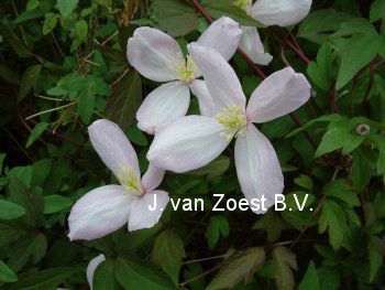 Clematis 'Hidcote' (84831)
