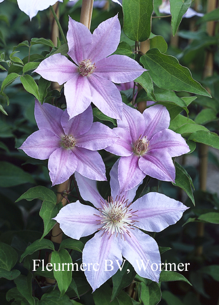 Clematis 'Imperial'