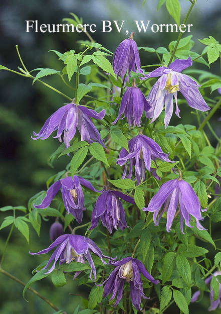 Clematis 'Jan Lindmark'