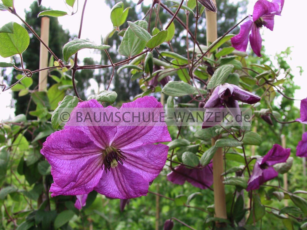 Clematis 'Kaaru'