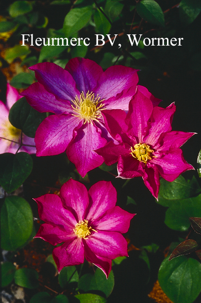 Clematis 'Kakio' (PINK CHAMPAGNE)