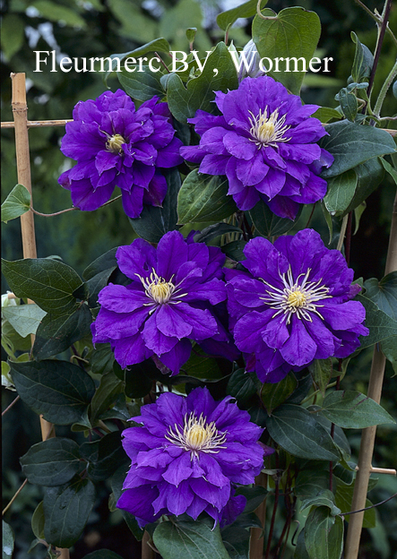 Clematis 'Kiri te kanawa'
