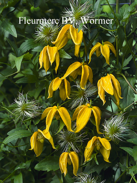 Clematis 'Lambton Park'