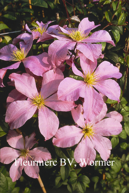 Clematis 'Madame Baron Veillard'