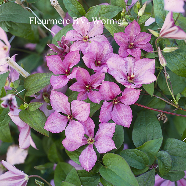 Clematis 'Margaret Hunt'