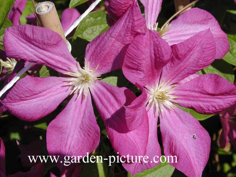 Clematis 'Margot Koster'