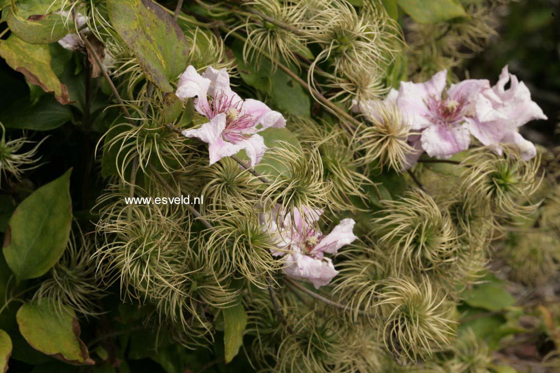 Clematis 'Marmori'