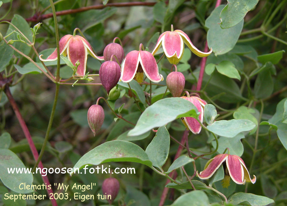 Clematis 'My Angel'