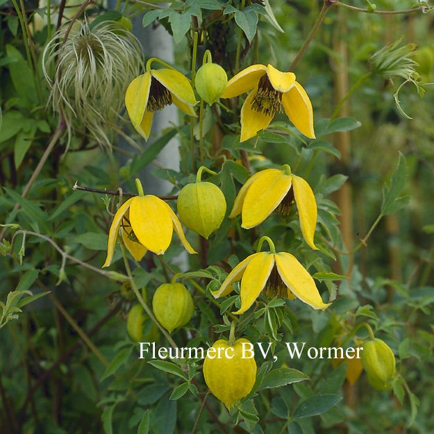 Clematis 'Orange Peel'