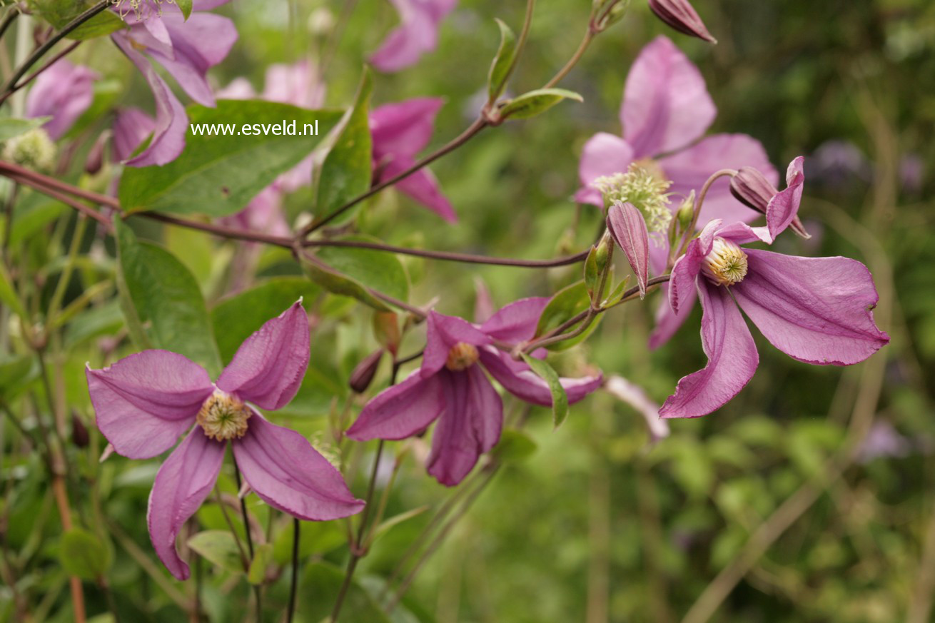 Clematis 'Pamiat Serdtsa'