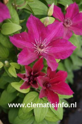 Clematis 'Perida' (84826)