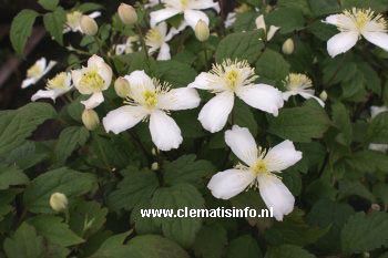 Clematis 'Peveril'