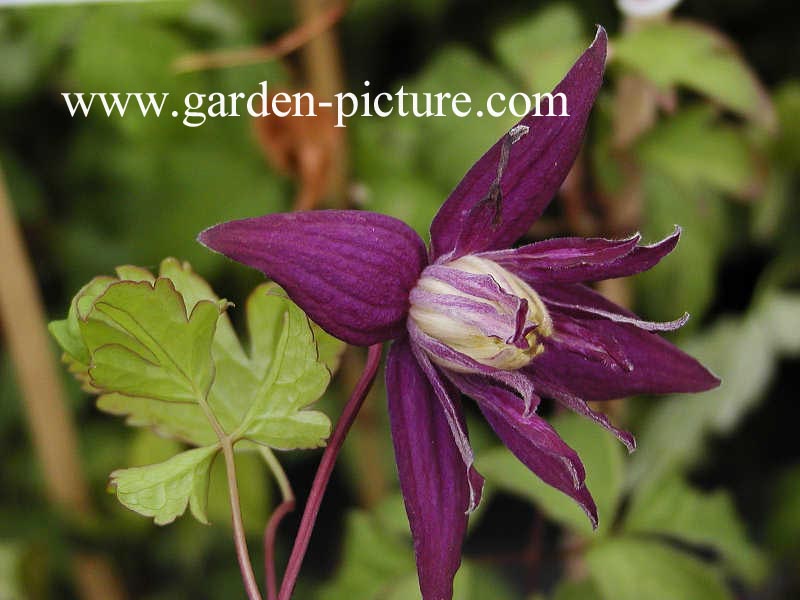 Clematis 'Purple Spider'